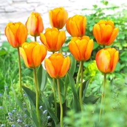 Tulip Blushing Apeldoorn - XXXL balení 250 ks.