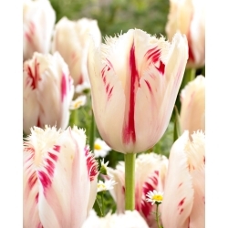 Tulip Carrousel - XXXL pack  250 pcs