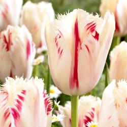 Tulip Carrousel - XXXL pack  250 pcs