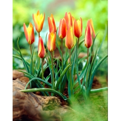 Tulip Clusiana Sheila - XXXL pakk 250 tk