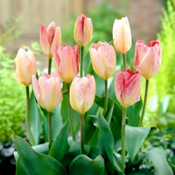 Tulipa Flaming Purissima - pacote XXXL 250 unid.