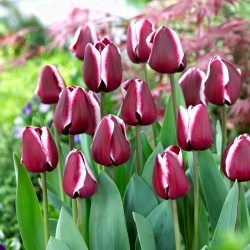Tulipa 'Fontainebleau' - pacote XXXL 250 unid.