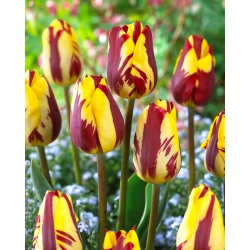 Tulipa 'Helmar' - pacote XXXL 250 unid.
