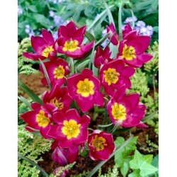 Tulipán Hermosa Odalisca - XXXL pack 250 uds