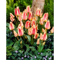 Tulip Quebec - XXXL pack  250 pcs
