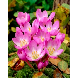 Autumn crocus 'Dick Trotter'; meadow saffron, naked lady - XL pack - 50 pcs