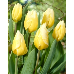 Srdíčkový tulipán - XXXL balení 250 ks.