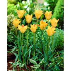 Tulipán de hojas de lino, tulipán Bokhara Bronce Charm - XXXL pack 250 uds
