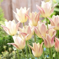 Tulipe elegante dame - pack XXXL 250 pcs