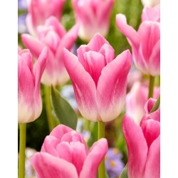 Tulipánová kráľovská desiata - XXXL balenie 250 ks
