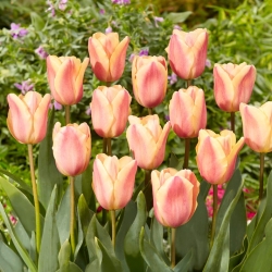 Tulipa Damasco Foxx - pacote XXXL 250 unid.