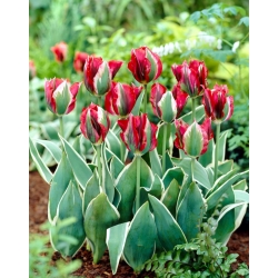 Tulipa Esperanto - pacote XXXL 250 unid.