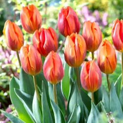 Tulipán Ermitáž - XXXL balenie 250 ks
