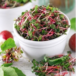 Sprouting seeds - Radish 'Red Coral'