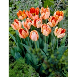 Tulipa Apricot Parrot - pacote XL - 50 unid.