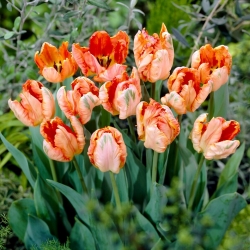 Aprikos Papegøye tulipan - XL pakke - 50 stk