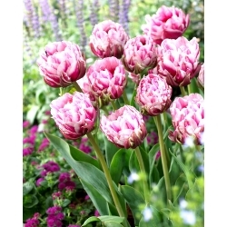 Dazzling Desire tulipan - 5 stk