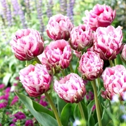 Dazzling Desire tulipan - 5 stk