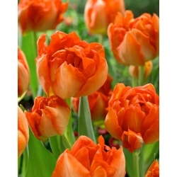 Tulipán Monte Orange - 5 ks