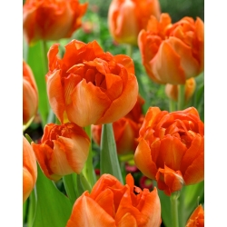 Monte  Orange tulip - XXXL pack  250 pcs