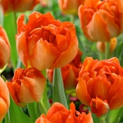 Monte  Orange tulip - 5 pcs