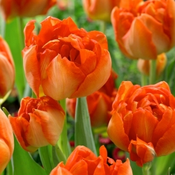 Monte  Orange tulip - XXXL pack  250 pcs