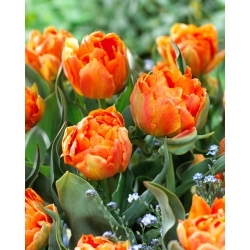 Orca tulip - 5 pcs