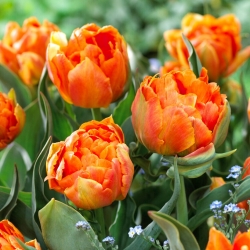 Tulipa Orca - pacote XL - 50 unid.