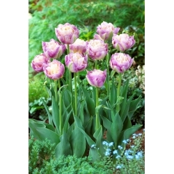 Sweet Desire tulipan - 5 kom