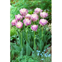 Sweet Desire tulip - XL pack - 50 pcs