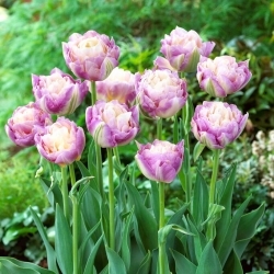 Tulipa Doce Desejo - 5 unidades