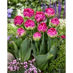 Wicked in Pink tulip - 5 pcs