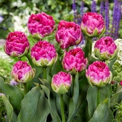 Wicked en tulipe rose - 5 pcs