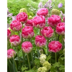 Tulipa rosa - 5 peças