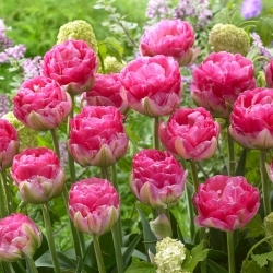 Tulipa tamanho rosa - pacote XL - 50 unid.