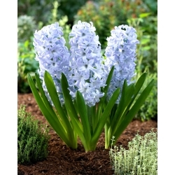 Blue Eyes hyacinth - XXL pakke 150 stk