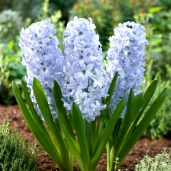 Blue Eyes hyacinth - large package! - 30 pcs