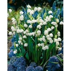 Gravetye Giant kesälumihiutale - 5 kpl; Loddonin lilja