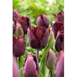 Tulipa Black Jewel - 5 peças - 