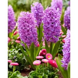 Purple Voice hyacinth - stor pakke! - 30 stk