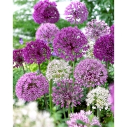 Allium mix dekoratiivsibul - XL pakk 30 tk