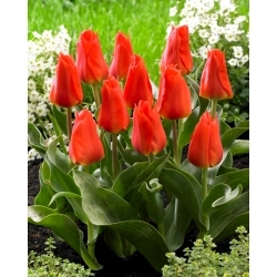 Tulipa 'Miramare' - pacote XL - 50 unid.
