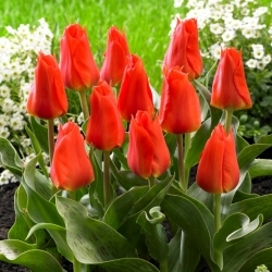 Tulipa 'Miramare' - pacote XXXL 250 unid.