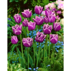 Tulipa American Engle - Лале Американ Енгъл - XXXL опаковка 250 бр - 