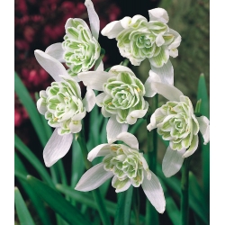 Galanthus nivalis flore pleno - Snowdrop flore pleno - XXL förpackning 150 st - 