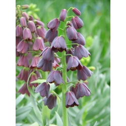 Fritillaria persica - Персийска ресничка - XL опаковка - 50 бр - 