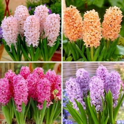 Hyacinth - selection of four flowering plant varieties - 24 pcs