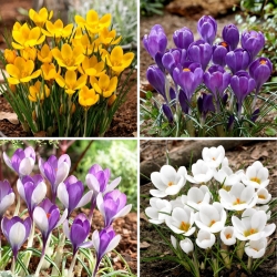 Crocus - selezione di quattro varietà di piante da fiore - 80 pz