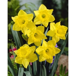 Narcissus Golden Harvest - Narcizų aukso derlius - XXXL pakuotė 250 vnt.