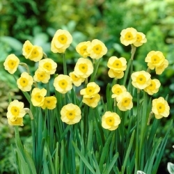 Daffodil "Sun Disc" - XXXL pack  250 pcs